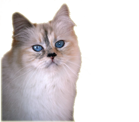 version7_01-trans.png, 71kB